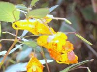 photos 2000-200901764